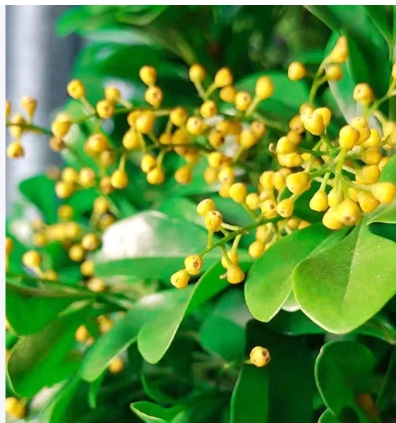 米兰花的寓意和风水禁忌是什么？