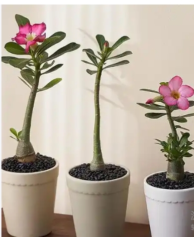 沙漠玫瑰什么时候开花？养殖方法是什么？