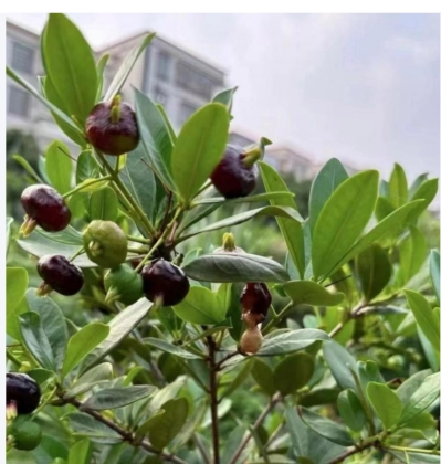 山竹成熟的季节是几月份？