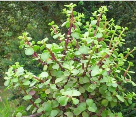 树马齿苋花怎么养才能开花？