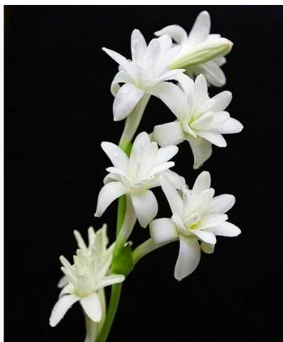 晚香玉几点开花？如何养护？