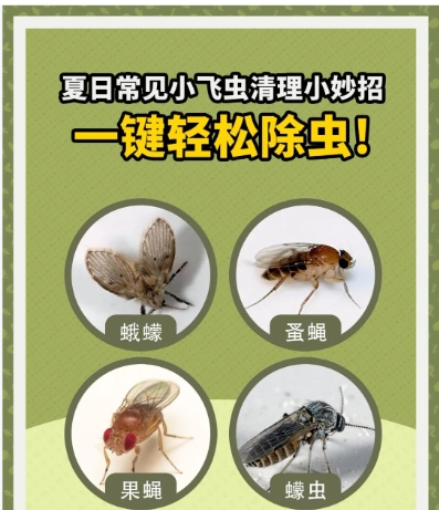 夏天小飞虫怎么消灭？有吗小窍门？