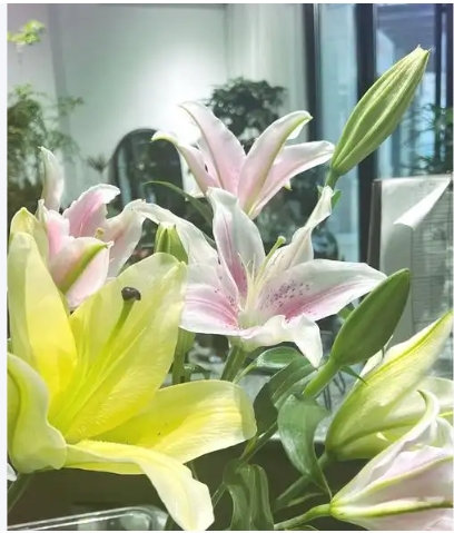 新鲜百合花怎么吃最有营养？