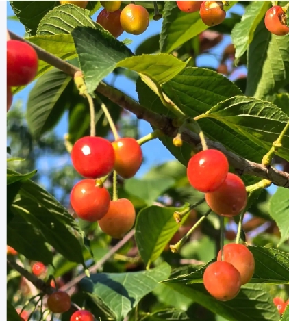 樱桃种子怎么能发芽最快？什么方法最有效？