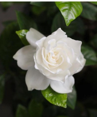 栀子花能在室内养吗？一年四季都会开花吗？