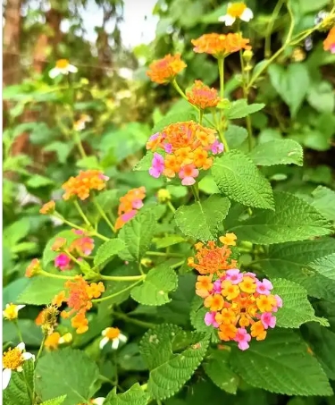臭花有什么作用？