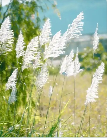 荻花是什么花？和芦苇有什么区别？