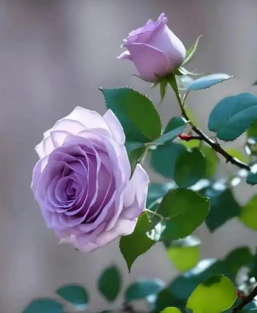 紫玫瑰花语是什么意思？
