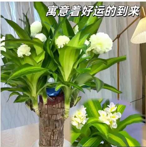 巴西木上放格鲁特什么寓意和象征？