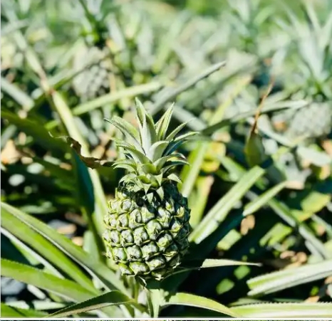 菠萝是什么季节上市？