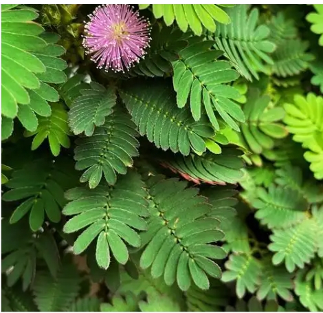 含羞草会开花吗？有什么兆头？