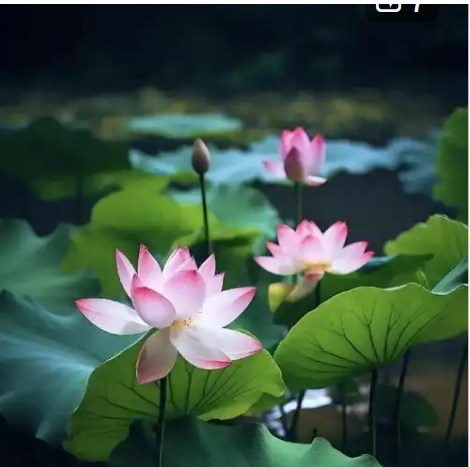 荷花象征什么精神品质？