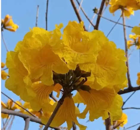 黄钟木的花语和寓意是什么？