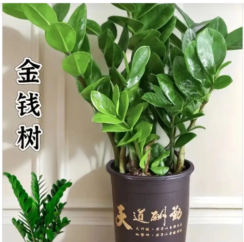 金钱树换盆的正确方法和注意事项是什么？