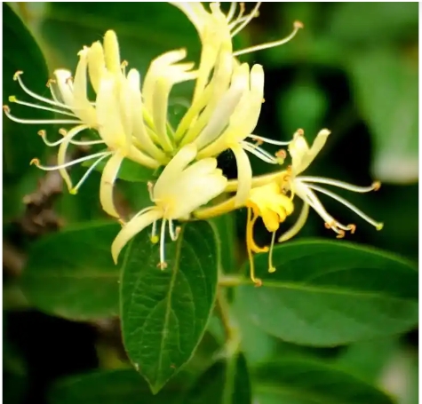 金银花种植方法和管理要点是什么?