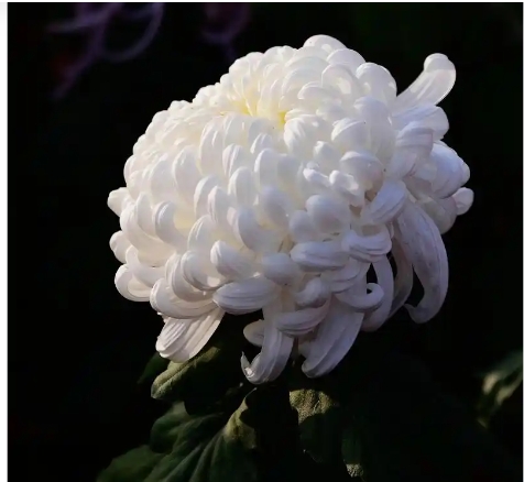 菊花什么时候开放什么适合凋谢？
