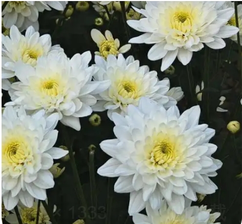 菊花在什么季节开放？有哪些品种？