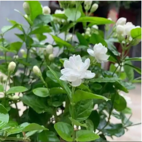 茉莉花放在卧室对身体有害吗？
