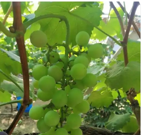 葡萄用什么肥料长的又好快？