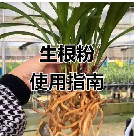 生根粉的正确使用方法是什么？