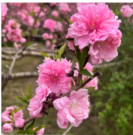 四月开的花又哪些？