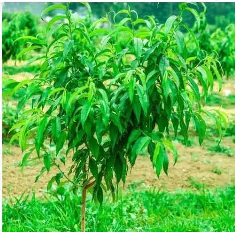 桃树什么时候嫁接最好？方法有哪些？