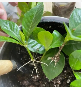 夏天扦插三角梅多久生根？成活率高吗？