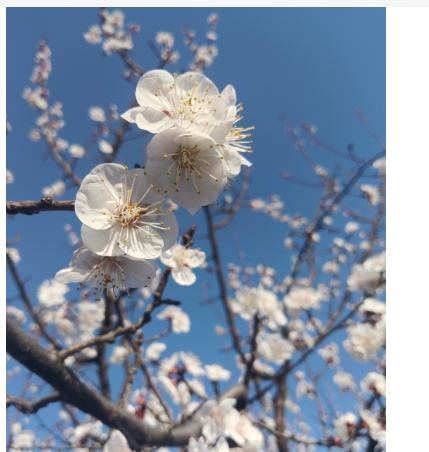 杏树几月开花结果？