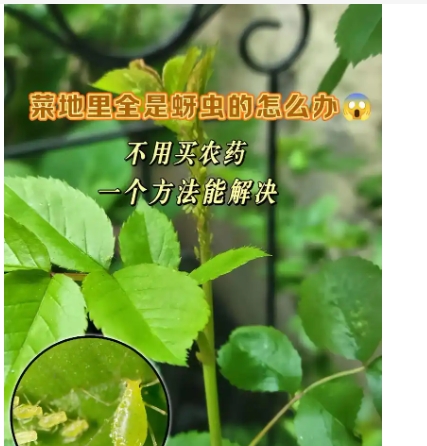 蚜虫怎么清除最有效？