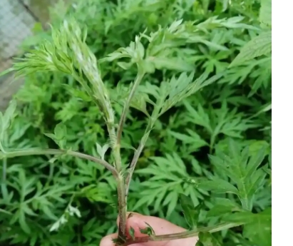 野生艾草和种植艾草哪个好？