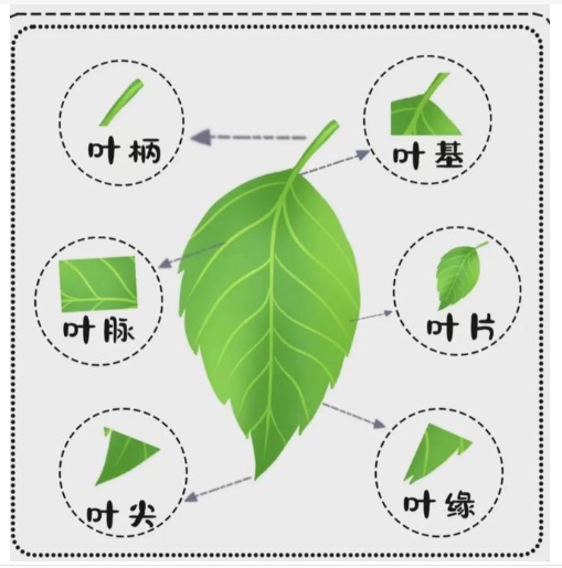 叶子的结构由什么组成？