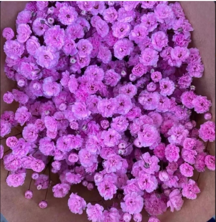 紫色满天星花语和寓意是什么？