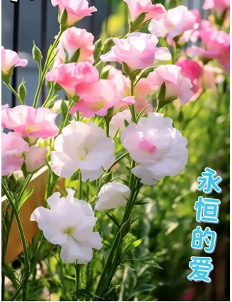 什么花的花语是永恒的爱？