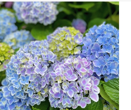 绣球花用什么肥料最好？