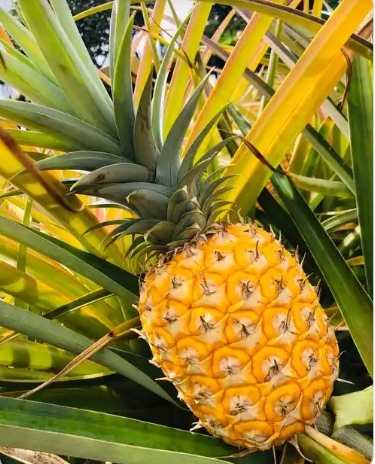 菠萝季节是什么时候开始？多久结束？