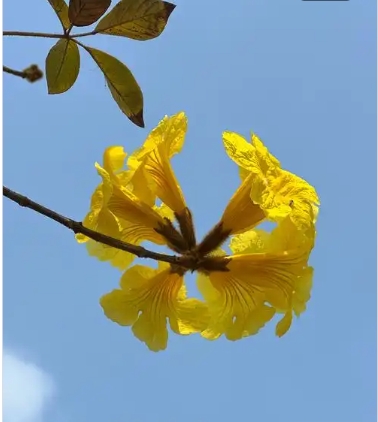 黄钟木和黄花铃木的区别在哪？