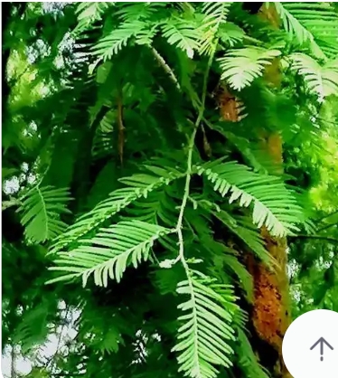 我国植物活化石是什么植物？