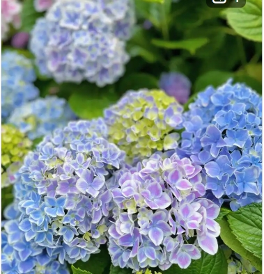绣球花用什么肥料最好？