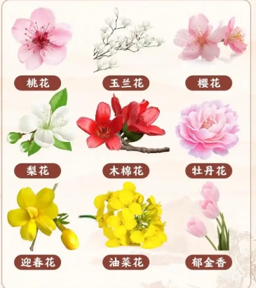 春天最常见的十种花