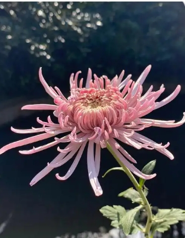 菊花什么时候开放多久凋谢？