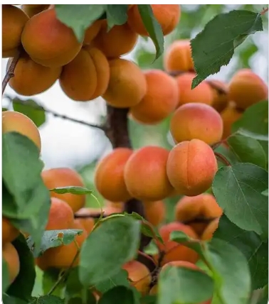 杏树几月开花几月成熟？