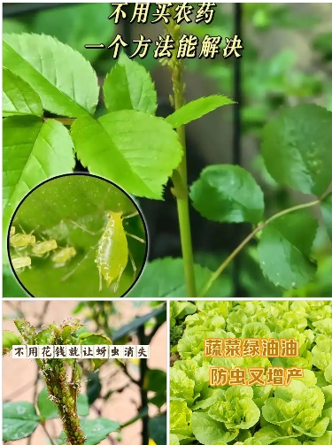 蚜虫怎么清除最有效？