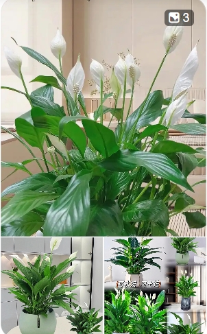 白掌可以水培吗？怎么弄？