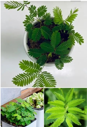 含羞草的花语和寓意是什么？