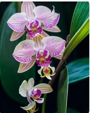蝴蝶兰开花时间是几月份？