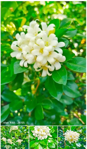 九里香开花时间是几月份?