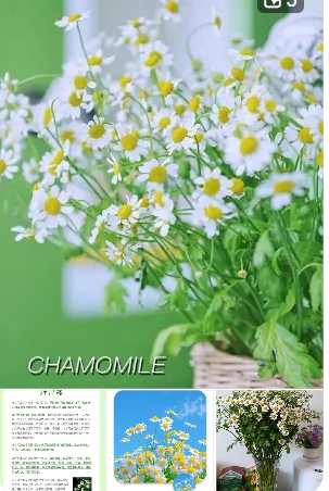 洋甘菊怎么养护和管理？