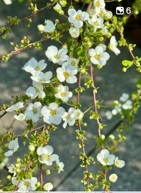 春天什么花开的最早？