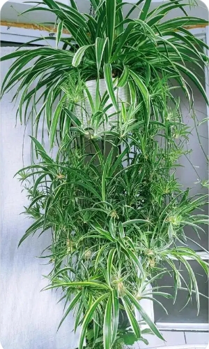 吊兰开花的寓意和象征风水是什么？