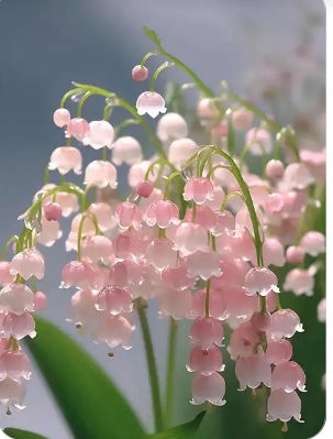 风铃花语是什么意思？有啥寓意？